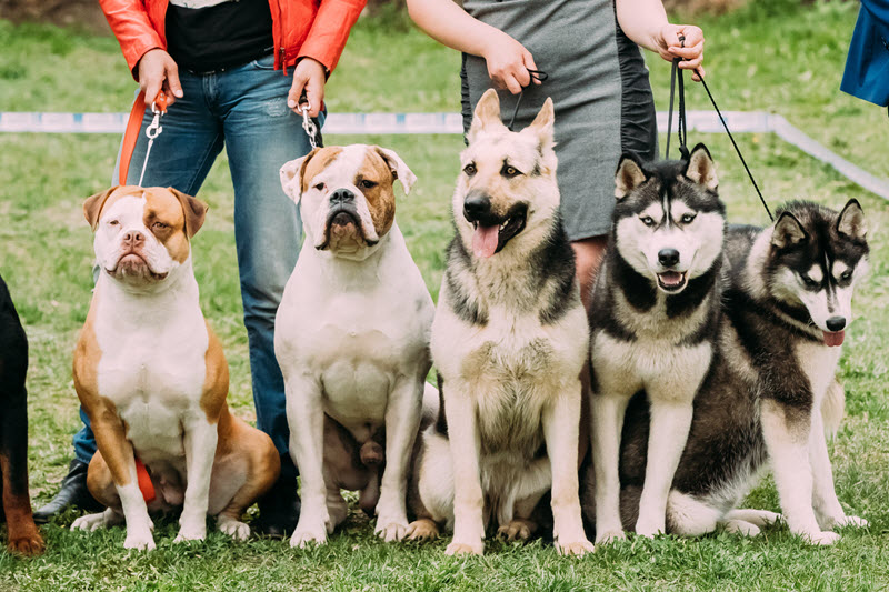 Día Mundial del Perro