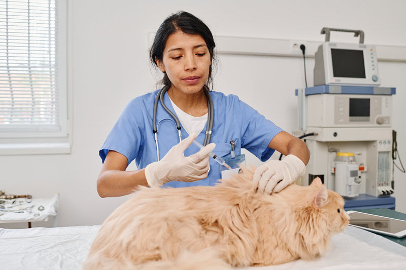 Día Nacional del Médico Veterinario en Venezuela