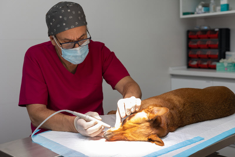 Día Nacional del Médico Veterinario en Venezuela