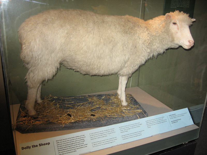 Nacimiento de la Oveja Dolly
